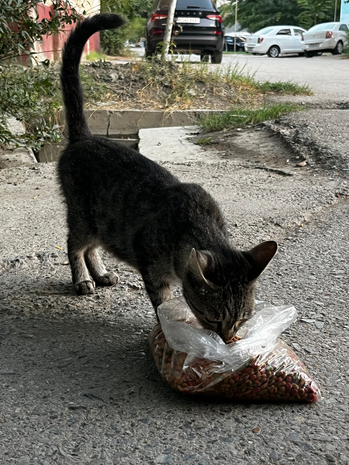 Ko'cha mushuklariga ovqat ulashamiz